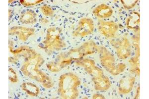 Immunohistochemistry (IHC) image for anti-FK506 Binding Protein 4, 59kDa (FKBP4) (AA 220-459) antibody (ABIN7162842)