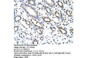 Rabbit Anti-KHDRBS3 Antibody  Paraffin Embedded Tissue: Human Kidney Cellular Data: Epithelial cells of renal tubule Antibody Concentration: 4. (KHDRBS3 Antikörper  (C-Term))