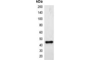 Western blot analysis of over-expressed mCherry-tagged protein in 293T cell lysate. (mCherry Antikörper)