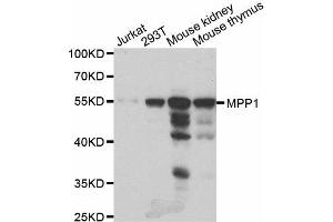Western Blotting (WB) image for anti-Membrane Protein, Palmitoylated 1, 55kDa (MPP1) antibody (ABIN1980314) (MPP1 Antikörper)