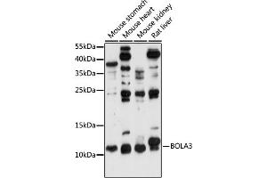 Western blot analysis of extracts of various cell lines, using BOL antibody (ABIN7265891) at 1:1000 dilution. (BOLA3 Antikörper  (AA 1-68))