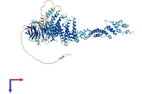 NUP133 Protein (AA 1-1155) (His tag)