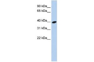 Western Blotting (WB) image for anti-ADP-Ribosylation Factor-Like 13B (ARL13B) antibody (ABIN2459579) (ARL13B Antikörper)