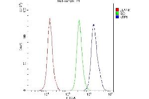 Flow Cytometry analysis of A431 cells using anti-NRF1 antibody (ABIN6719347). (NRF1 Antikörper  (AA 246-503))