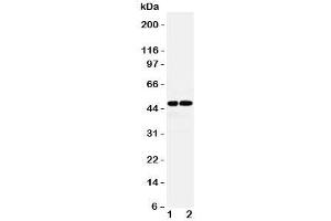 Western blot testing of AVPR1A antibody and Lane 1:  rat liver;  2: (r) kidney lysate. (AVPR1A Antikörper  (Middle Region))
