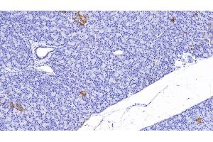 Detection of CP in Human Pancreas Tissue using Polyclonal Antibody to C-Peptide (CP)