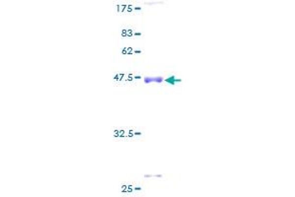 DR1 Protein (AA 1-176) (GST tag)