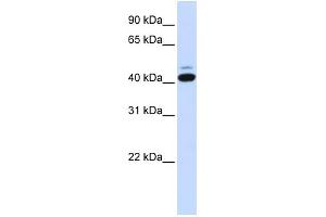 WB Suggested Anti-SMYD5 Antibody Titration:  0. (SMYD5 Antikörper  (C-Term))