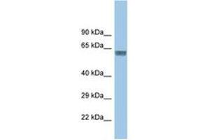 GLRA3 antibody  (AA 131-180)