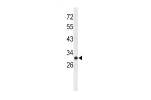 Western blot analysis of AFMID Antibody (N-term) (ABIN653122 and ABIN2842702) in mouse liver tissue lysates (35 μg/lane). (AFMID Antikörper  (N-Term))