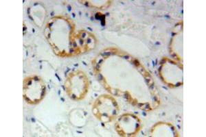 Used in DAB staining on fromalin fixed paraffin-embedded kidney tissue (S100A2 Antikörper  (AA 2-98))