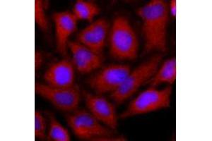 Immunofluorescence (IF) image for anti-Ornithine Aminotransferase (OAT) (AA 33-439) antibody (ABIN487353) (OAT Antikörper  (AA 33-439))