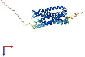 CCR1 Protein (AA 1-355) (His tag)
