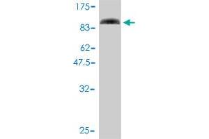 Western Blot detection against Immunogen (90. (SLU7 Antikörper  (AA 1-586))