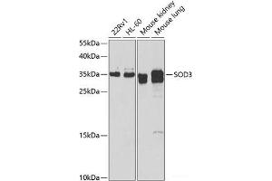 Western blot analysis of extracts of various cell lines using SOD3 Polyclonal Antibody at dilution of 1:1000. (SOD3 Antikörper)