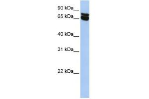 WB Suggested Anti-B4GALNT1 Antibody Titration:  0. (B4GALNT1 Antikörper  (N-Term))