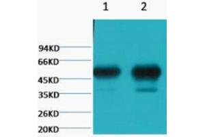 Western Blotting (WB) image for anti-Tubulin, beta 2A (TUBB2A) antibody (ABIN3178704) (TUBB2A Antikörper)