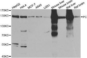 Western Blotting (WB) image for anti-PC antibody (ABIN1980317) (PC Antikörper)
