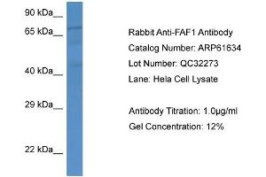 Western Blotting (WB) image for anti-Fas (TNFRSF6) Associated Factor 1 (FAF1) (Middle Region) antibody (ABIN2788856) (FAF1 Antikörper  (Middle Region))