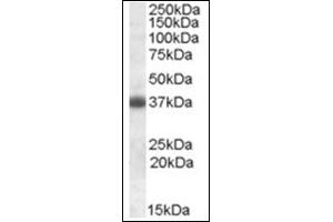 Image no. 1 for anti-Clusterin (CLU) (C-Term) antibody (ABIN375042) (Clusterin Antikörper  (C-Term))