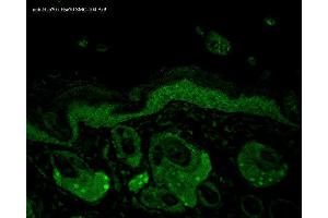 Immunohistochemistry analysis using Mouse Anti-Hsp70 Monoclonal Antibody, Clone N27 . (HSP70/HSC70 Antikörper  (Atto 594))