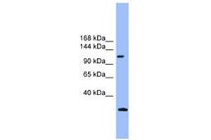 Image no. 1 for anti-KIAA0226 (KIAA0226) (AA 311-360) antibody (ABIN6745353) (Rubicon Antikörper  (AA 311-360))