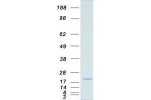 Western Blotting (WB) image for Anterior Gradient 3 (AGR3) protein (Myc-DYKDDDDK Tag) (ABIN2714466)