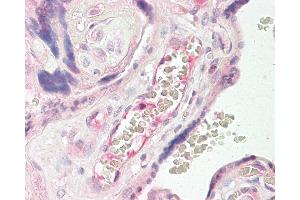 Anti-TEM7 antibody IHC of human placenta. (PLXDC1 Antikörper  (AA 74-123))