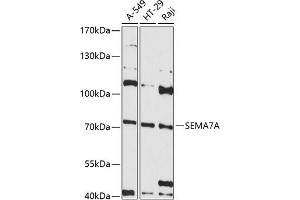 Western blot analysis of extracts of various cell lines, using SEMA antibody (ABIN6132244, ABIN6147525, ABIN6147526 and ABIN6215605) at 1:3000 dilution. (SEMA7A Antikörper  (AA 45-280))