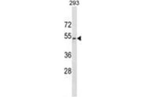 WWTR1 Antibody (C-term) western blot analysis in 293 cell line lysates (35 µg/lane).