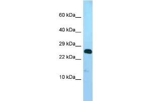 WB Suggested Anti-Ndufv2 Antibody Titration: 1. (NDUFV2 Antikörper  (N-Term))