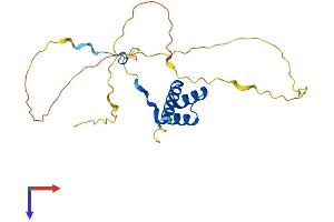 Homeobox C5 Protein (HOXC5) (AA 1-222) (His tag)