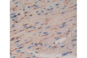 Used in DAB staining on fromalin fixed paraffin- embedded Kidney tissue (CDH15 Antikörper  (AA 61-260))