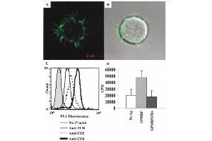 Donor R1-trans T-APC have I-A dendrites. (Meerschweinchen Spinal Cord)