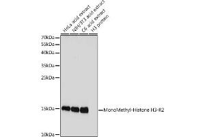 Western blot analysis of extracts of various cell lines, using MonoMethyl-Histone H3-R2 antibody (ABIN3017476, ABIN3017477, ABIN3017478 and ABIN6220105) at 1:1000 dilution. (Histone 3 Antikörper  (H3R2me))