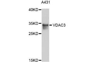Western blot analysis of extracts of A431 cells, using VDAC3 antibody.