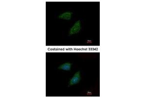 ICC/IF Image Immunofluorescence analysis of methanol-fixed HeLa, using Protease Inhibitor 15, antibody at 1:500 dilution. (PI15 Antikörper  (C-Term))