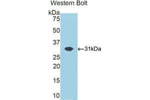 Western blot analysis of the recombinant protein. (ATP1B1 Antikörper  (AA 53-304))