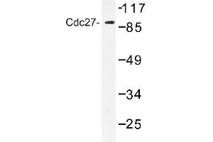 Image no. 1 for anti-Cell Division Cycle 27 Homolog (S. Cerevisiae) (CDC27) antibody (ABIN272279) (CDC27 Antikörper)
