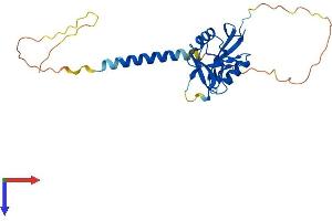 CLEC7A Protein (AA 1-244) (His tag)