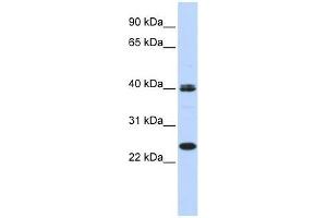 MESP1 antibody used at 0. (MESP1 Antikörper  (N-Term))