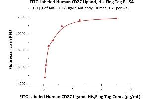 Immobilized A Ligand Antibody, Human IgG1 at 1 μg/mL (100 μL/well) can bind Fed Human CD27 Ligand, His,Flag Tag (ABIN6972978) with a linear range of 0. (CD70 Protein (AA 52-193) (His tag,DYKDDDDK Tag,FITC))