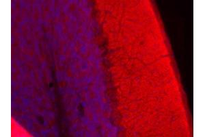 Indirect immunohistochemistry of a mouse cerebellum section (dilution 1 : 100; red). (TMEM163 Antikörper  (AA 44-63))