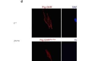 Evaluation of the pig GHR transcript with a 4bp insert in vitro. (Growth Hormone Receptor Antikörper  (AA 101-200))