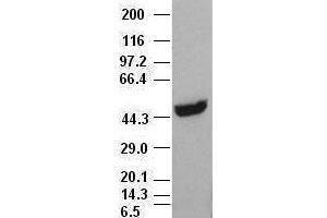 CK18 antibody (1H10) at 1:1000 with HepG2 cell lysate (Cytokeratin 18 Antikörper  (AA 69-372))