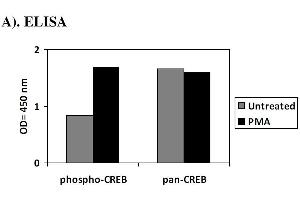 Image no. 1 for cAMP Responsive Element Binding Protein 1 (CREB1) ELISA Kit (ABIN1981736) (CREB1 ELISA Kit)