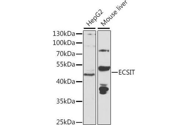 ECSIT Antikörper  (AA 50-296)