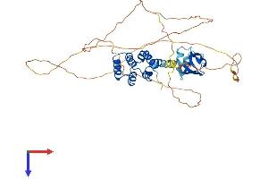 SP110 Protein (AA 1-445) (His tag)