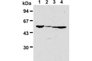 Western Blotting (WB) image for anti-Fizzy/cell Division Cycle 20 Related 1 (FZR1) antibody (ABIN487309) (FZR1 Antikörper)