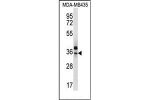 Western Blotting (WB) image for anti-Olfactory Receptor, Family 51, Subfamily Q, Member 1 (OR51Q1) (AA 33-62), (N-Term) antibody (ABIN953872)